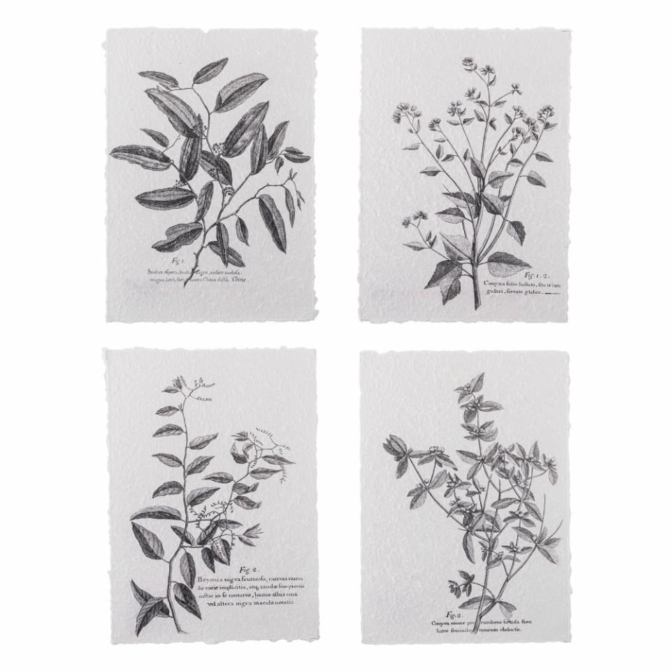 Set of 4 Vintage Botanical Textured Paper Prints